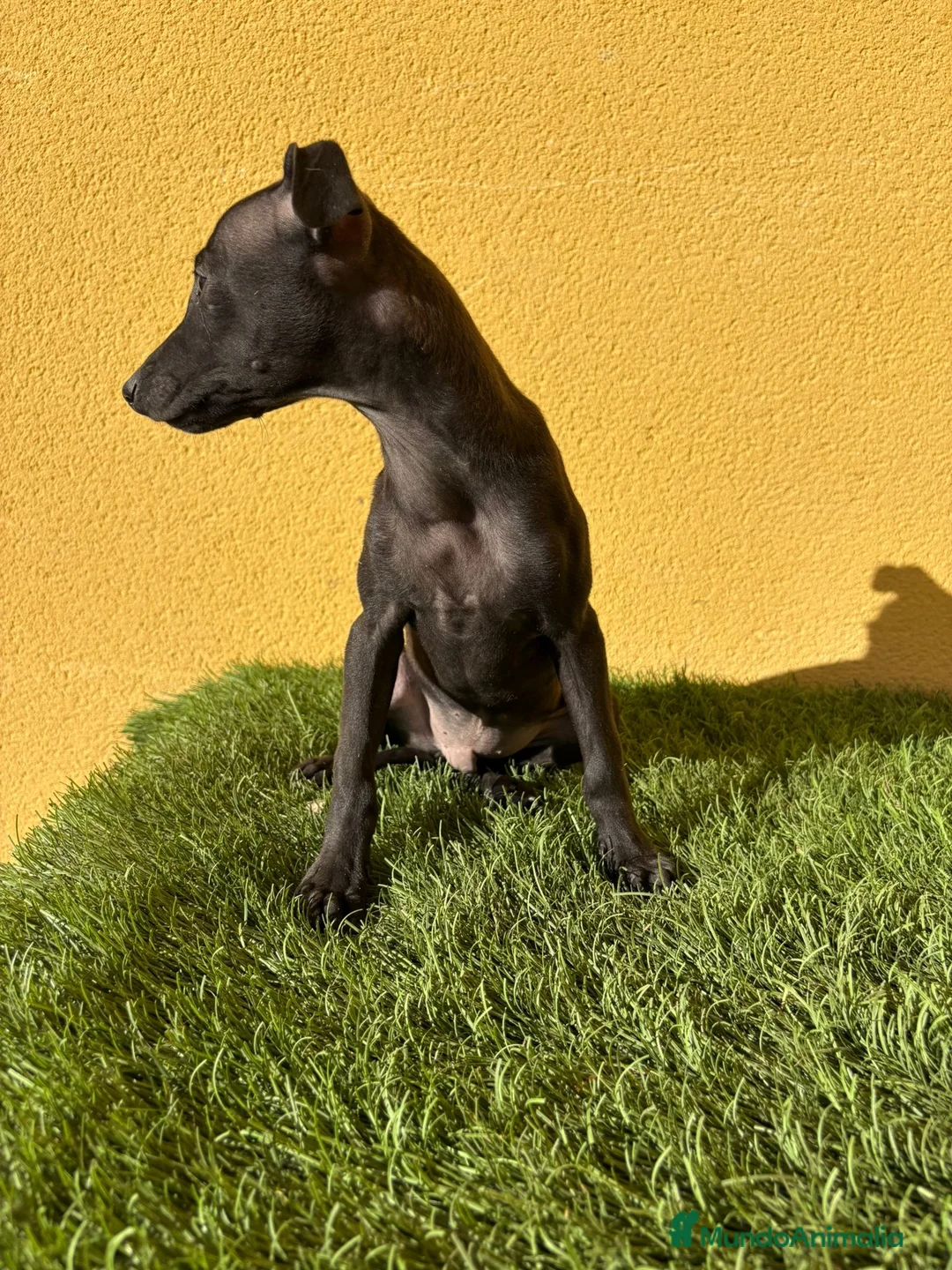 Pequeño Lebrel Italiano perros en venta: piccolo lebrel italiano galgito - Anuncio 3