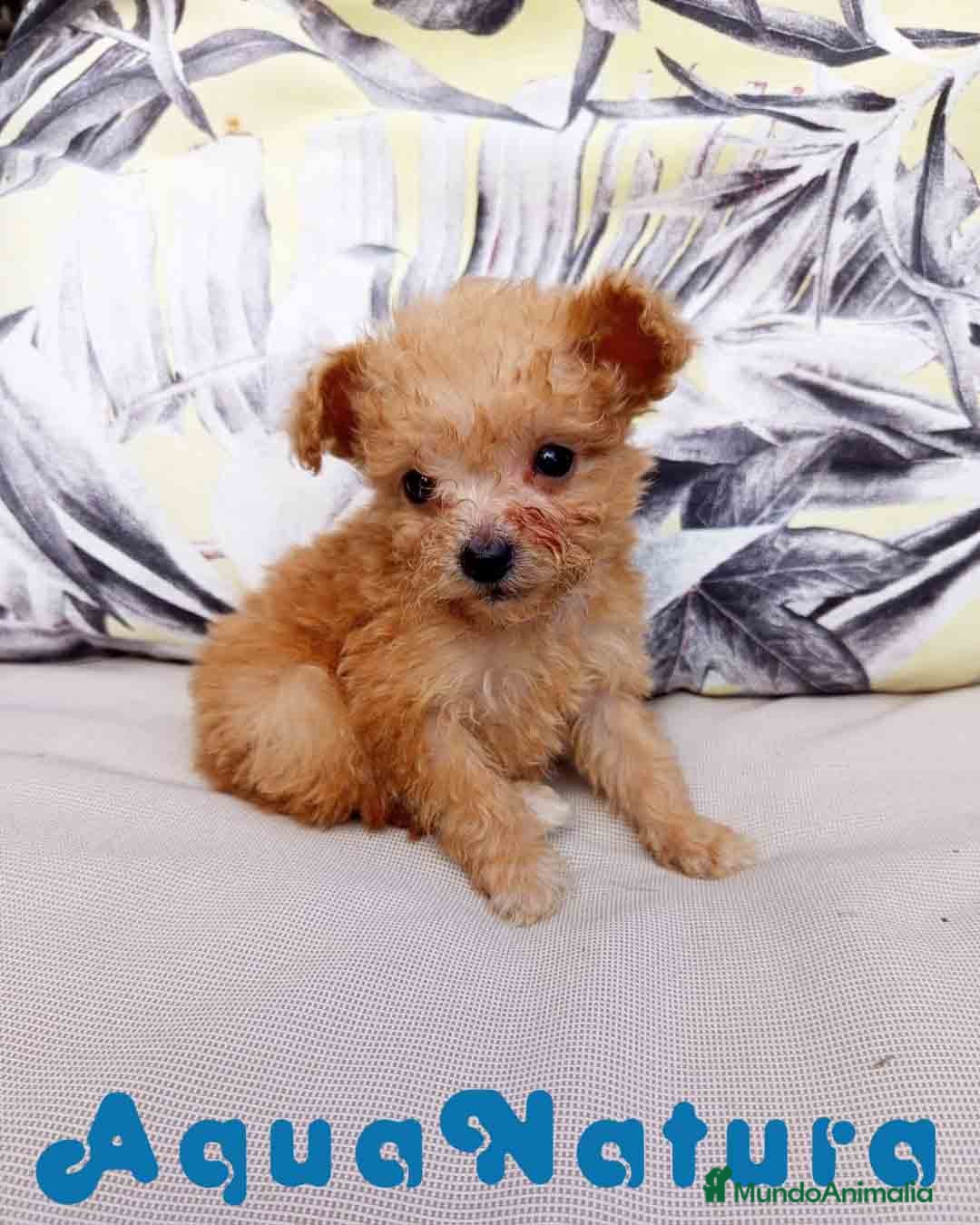 Caniche Toy perros  Caniche Hembra 2 de Estela y King AQUANATURA - Anuncio 2