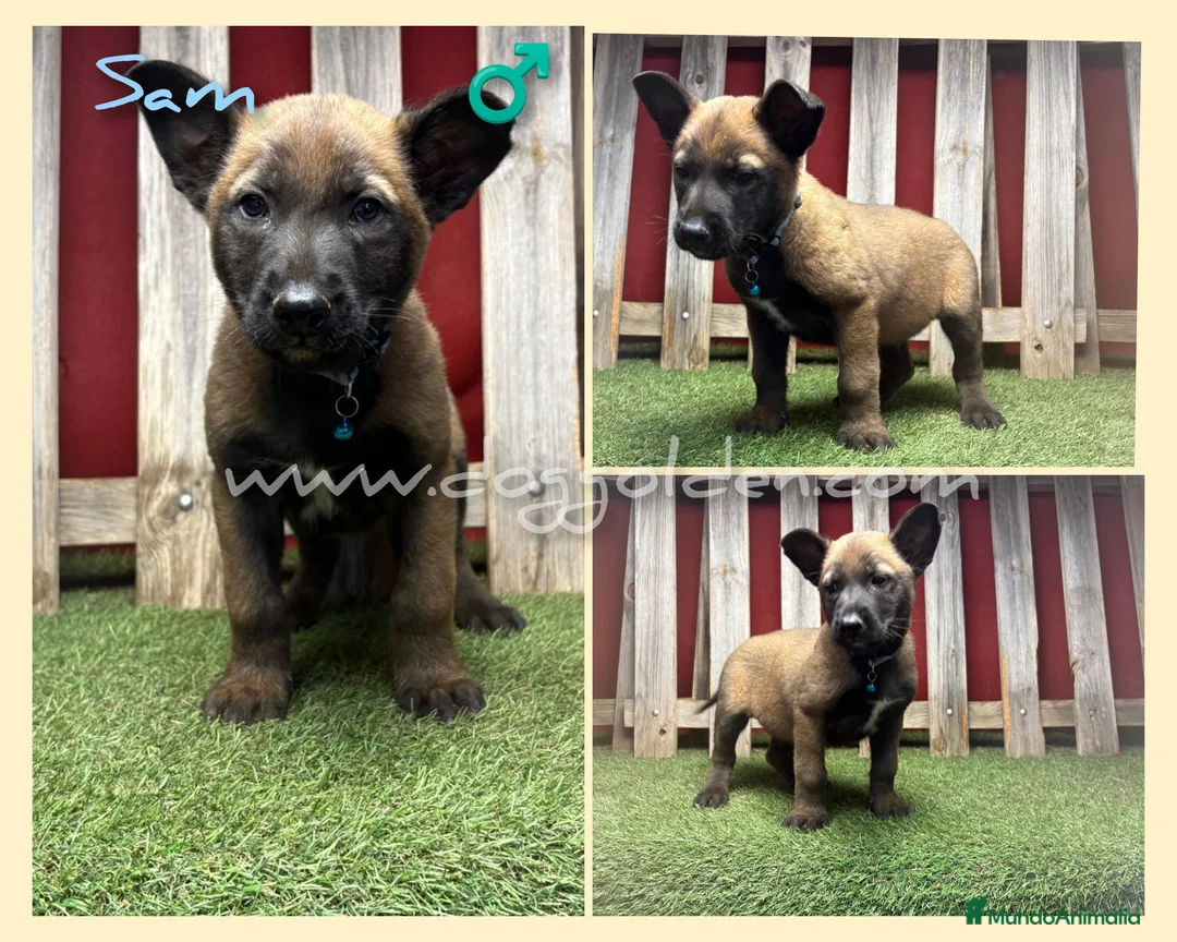 Pastor Belga Malinois perros en venta: Pastor Belga Malinois - Anuncio 2