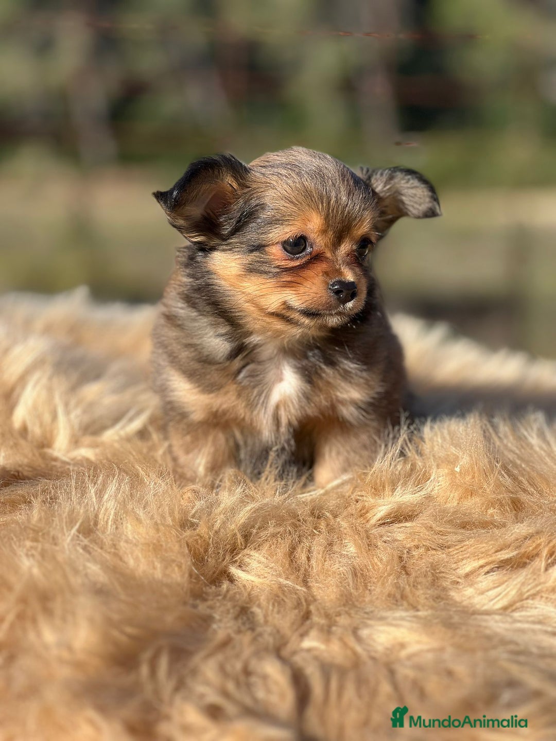 Chihuahua perros en venta: Chihuahua pelo largo  - Imagen 4