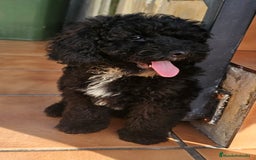 Caniche Toy perros en venta: Caniche toy merles y negros - Imagen 7