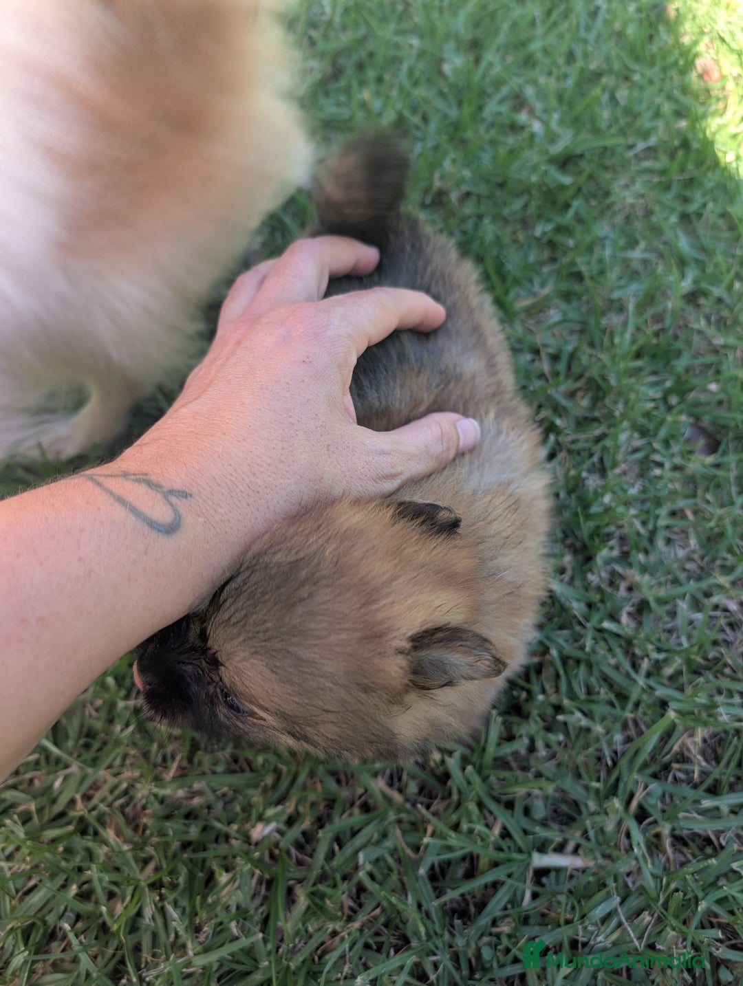 Spitz pequeño - Kleinspitz perros en venta: Kleinspitz pomerania  - Imagen 6