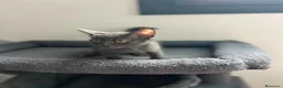 Azul Ruso gatos en venta: Azul ruso  - Anuncio 3