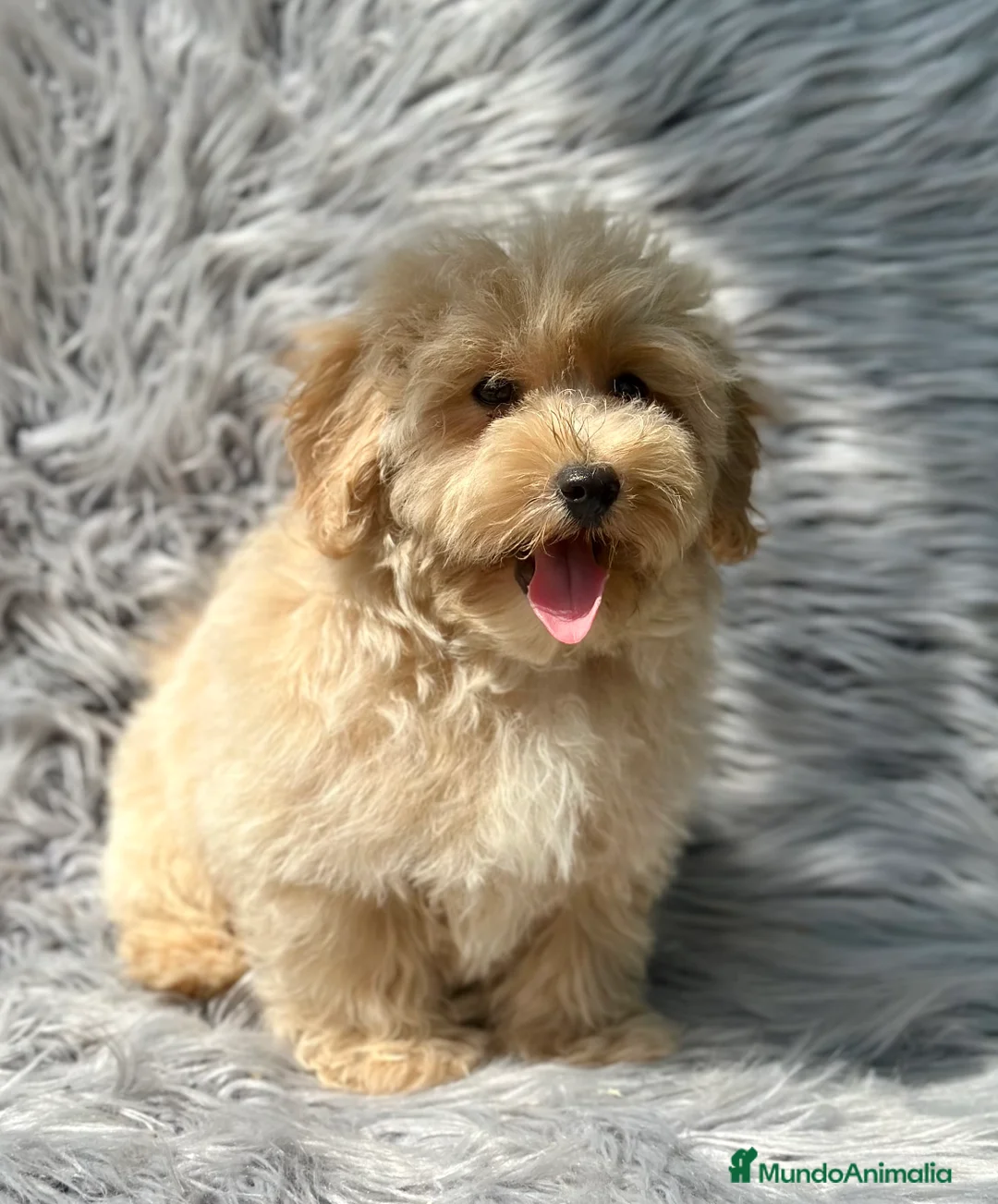 Maltipoo perros en venta: MACHITOS MALTIPOO DISPONIBLES - Anuncio 6