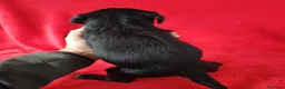 Labrador Retriever perros en venta: Labrador Retriever Negro  - Anuncio 3
