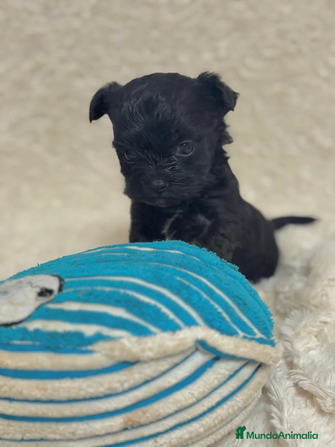 Yorkiepoo perros en venta: Yorkiepoo negrito  - Anuncio 2