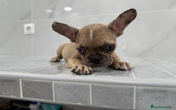 Bulldog Francés perros en venta: Bulldog macho cachorro disponible🐾🐶 - Imagen 3