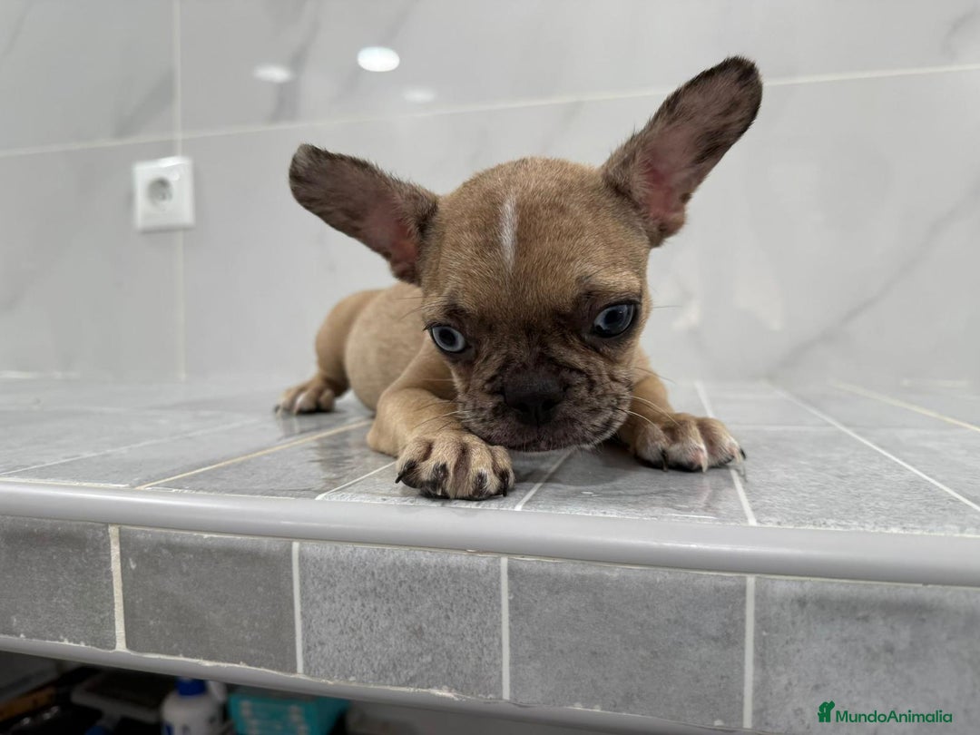 Bulldog Francés perros en venta: Bulldog macho cachorro disponible🐾🐶 - Imagen 3