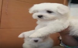 Bichón Maltés perros en venta: Bichon maltés  - Imagen 1