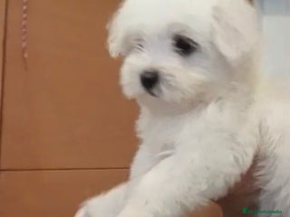 Bichón Maltés perros - Anuncio 4