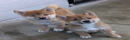 Shiba Inu perros en venta: Shiba inu en Barcelona - Anuncio 2
