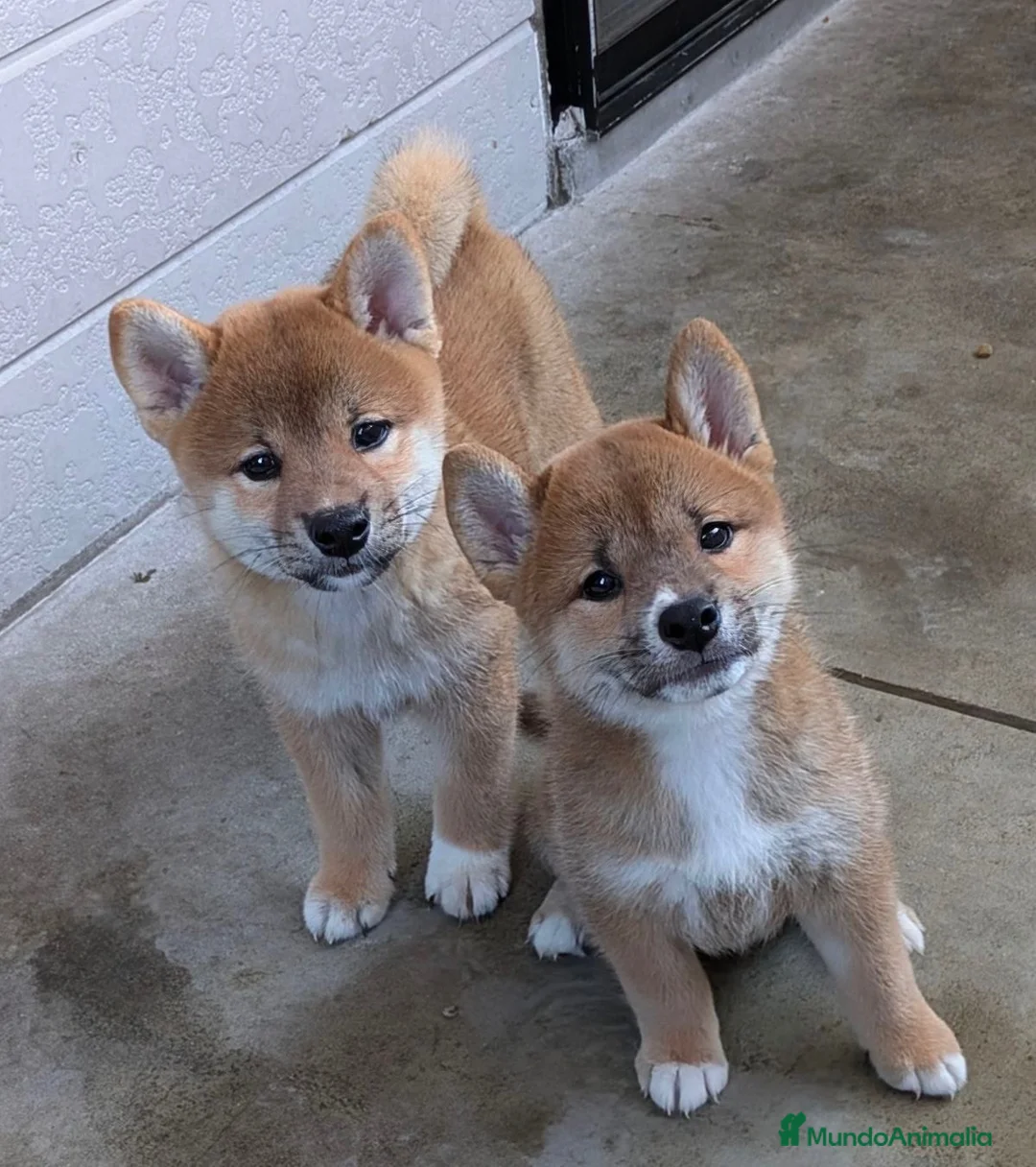 Shiba Inu perros en venta: Shiba inu en Barcelona - Anuncio 2