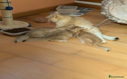 Británico de Pelo Corto gatos en venta: British golden en venta, macho y hembra - Imagen 10