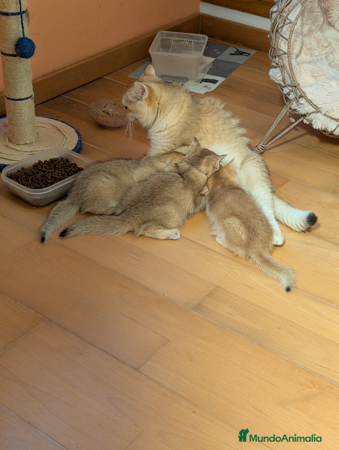 Británico de Pelo Corto gatos en venta: British golden en venta, macho y hembra - Imagen 10