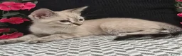 Siamés gatos en venta: Siamés  - Anuncio 3