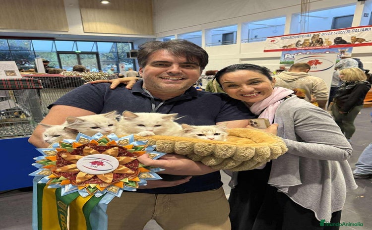 Ragdoll gatos Camada gatitos ragdoll - Anuncio 1