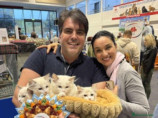 Ragdoll gatos Camada gatitos ragdoll - Anuncio 1