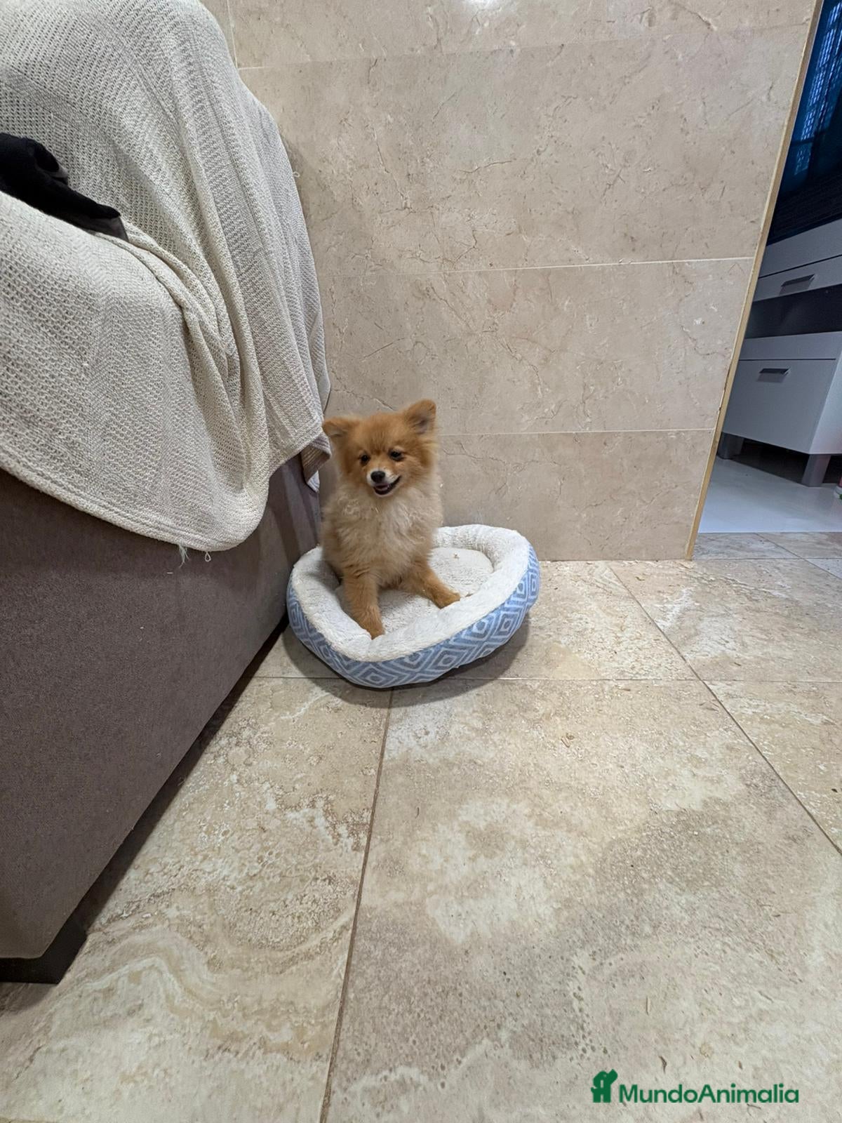 Pomerania perros Oportunidad Pomerania  - Anuncio 28