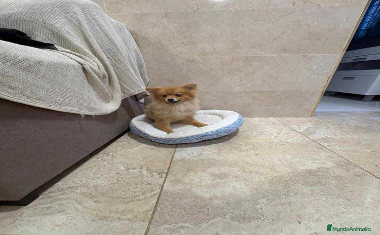 Pomerania perros Oportunidad Pomerania  - Anuncio 3