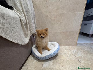 Pomerania perros Oportunidad Pomerania - Anuncio 3