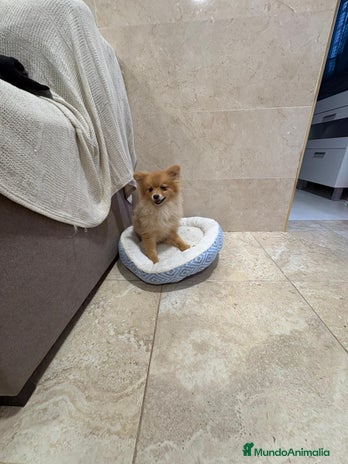 Pomerania perros Oportunidad Pomerania - Anuncio 5