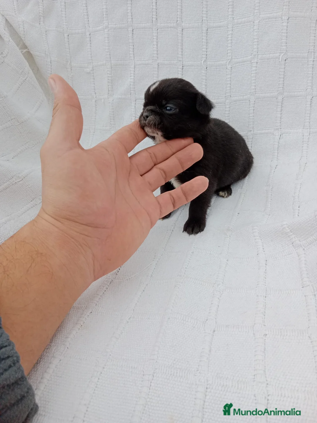 Chihuahua perros en venta: Chihuhua macho negro  - Anuncio 3