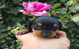 Teckel perros en venta: Teckel de pelo corto. - Imagen 2