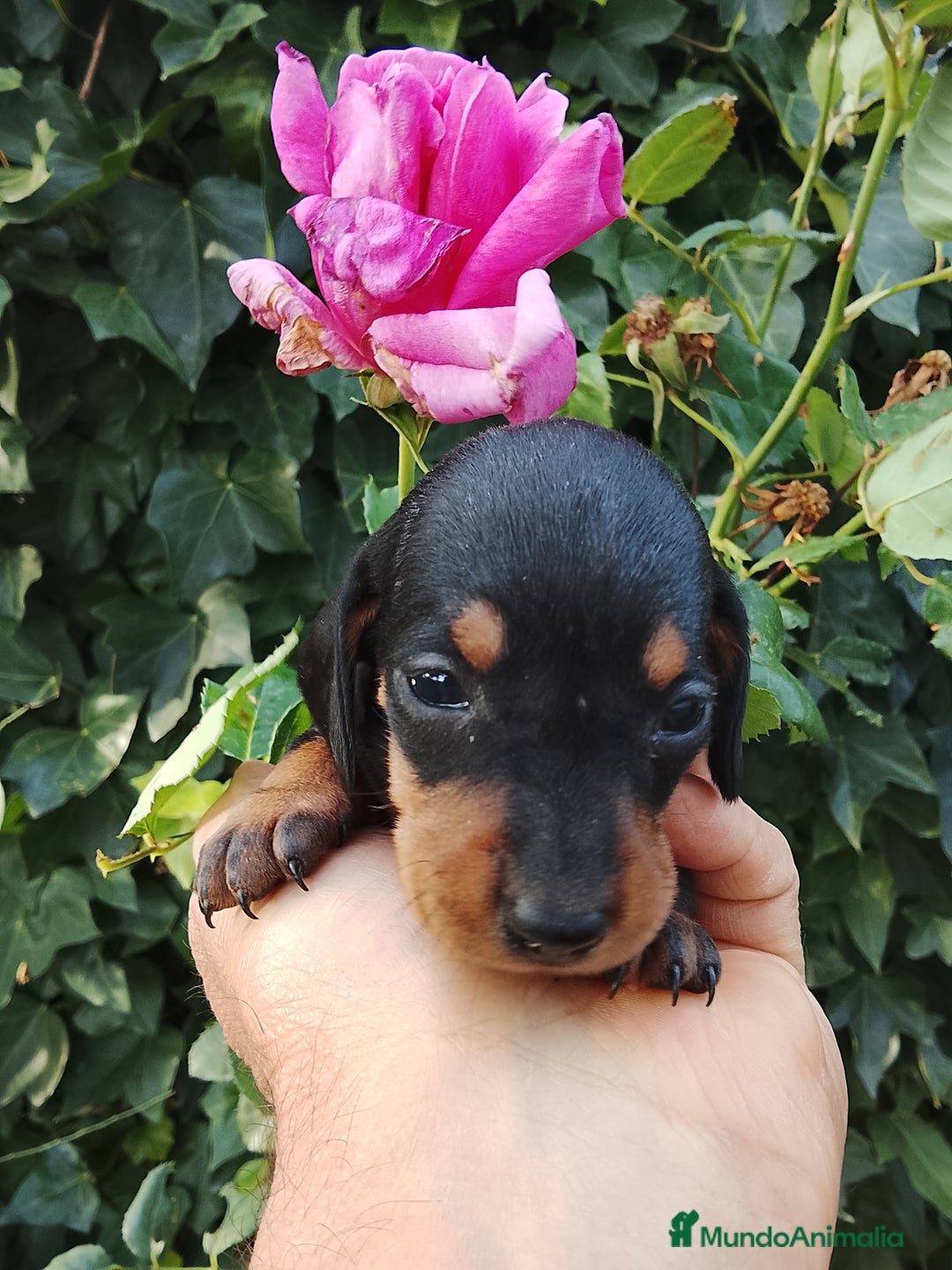 Teckel perros en venta: Teckel de pelo corto. - Imagen 2