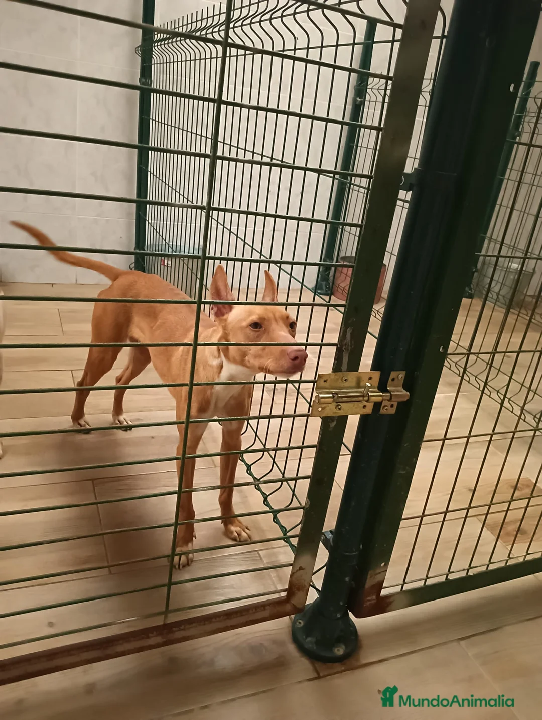 Podenco Andaluz perros en venta: Podenco andaluz ADOPCIÓN  - Anuncio 2