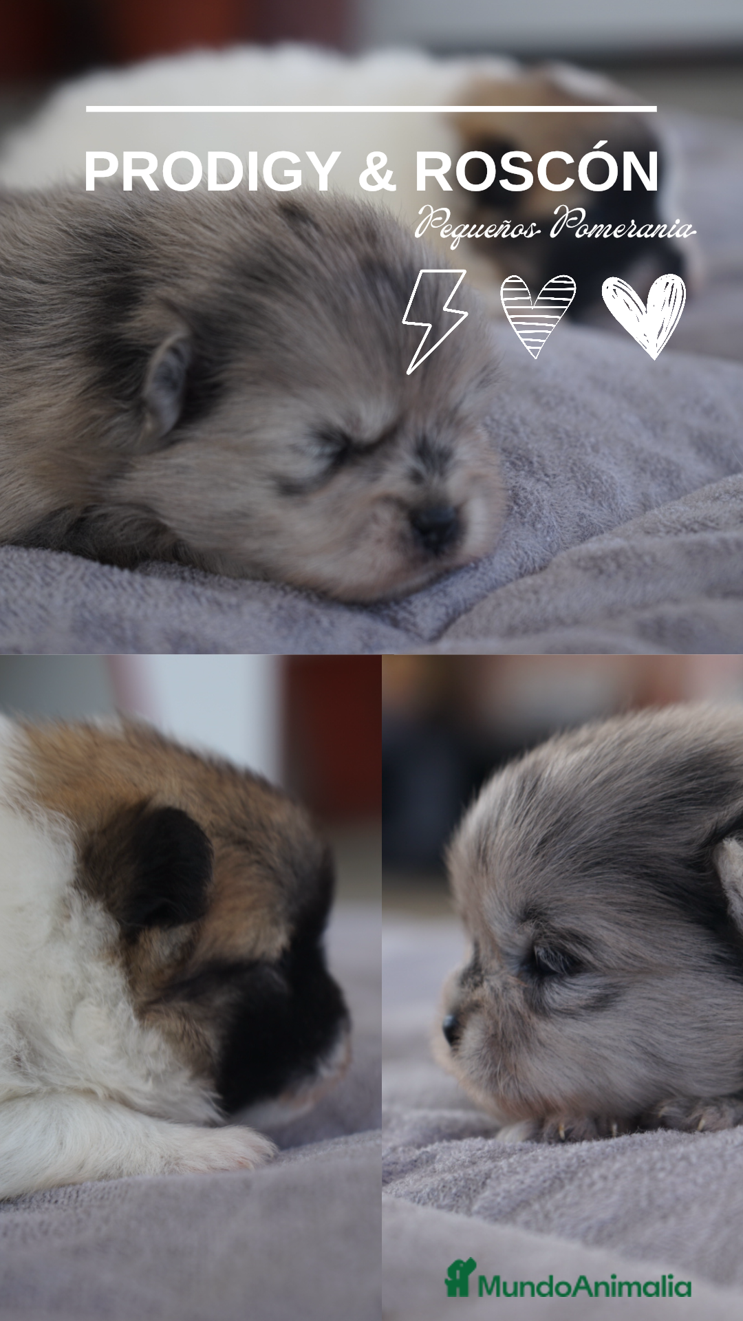 Pomerania perros en venta: 🌟 Prodigy y 🍪 Roscón – Pomerania únicos 🐾 - Imagen 2