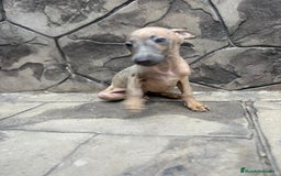 Whippet perros en venta: Whippet  - Imagen 6