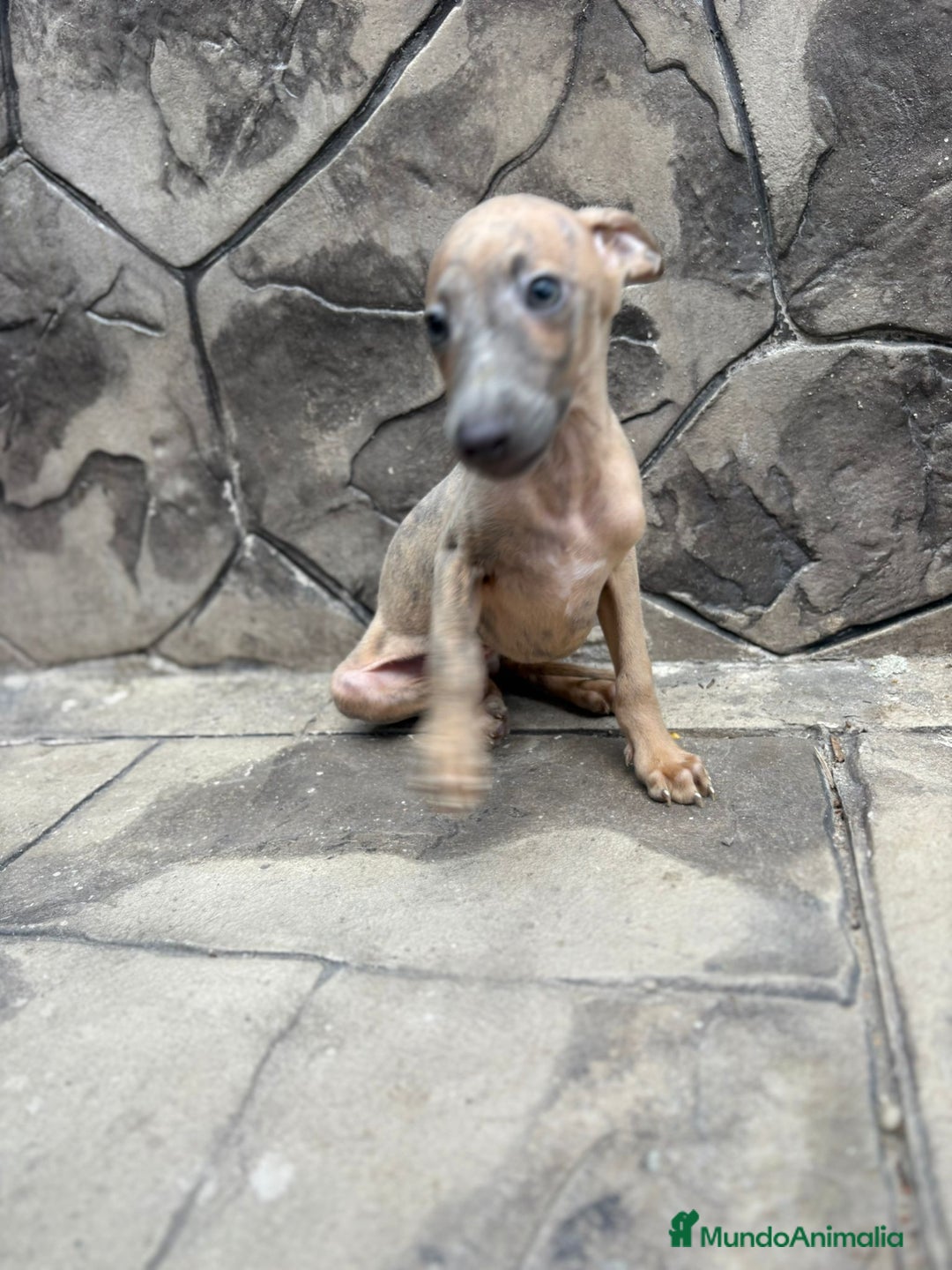 Whippet perros en venta: Whippet  - Imagen 6