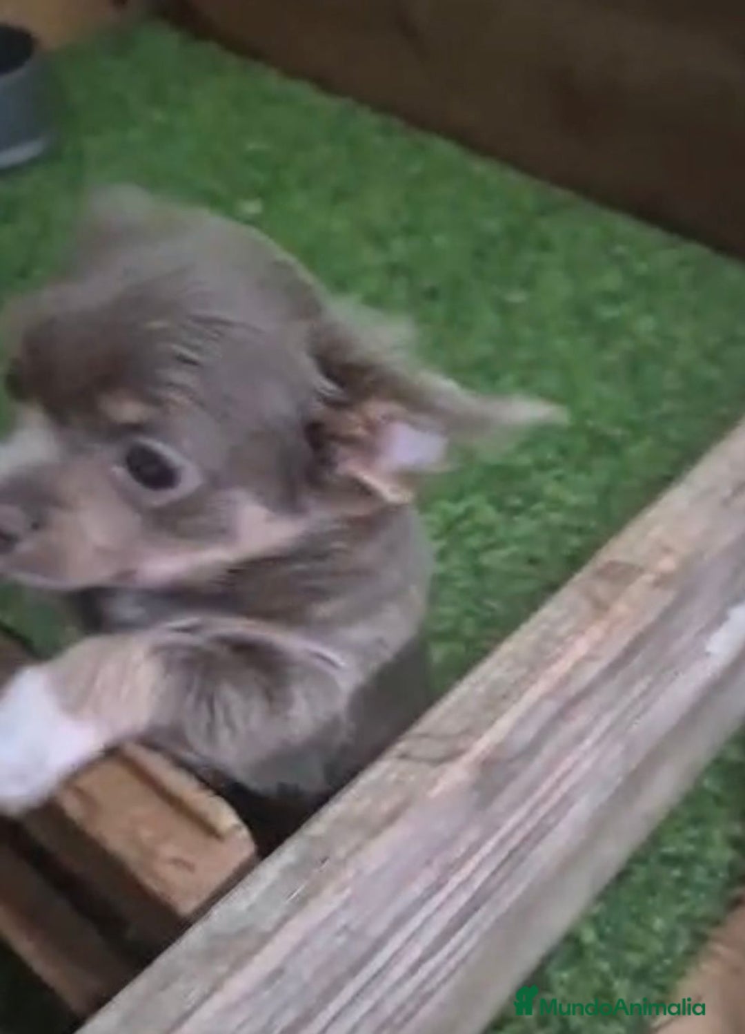Chihuahua perros en venta: Chihuahua MICRO TOY Lilac Pelo Largo - Imagen 4