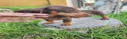 Teckel perros en venta: Camada teckel chocolate - Anuncio 3