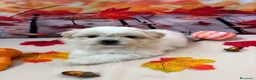 Shih Tzu perros en venta: Shih tzu Macho Bicolor!!! - Anuncio 7