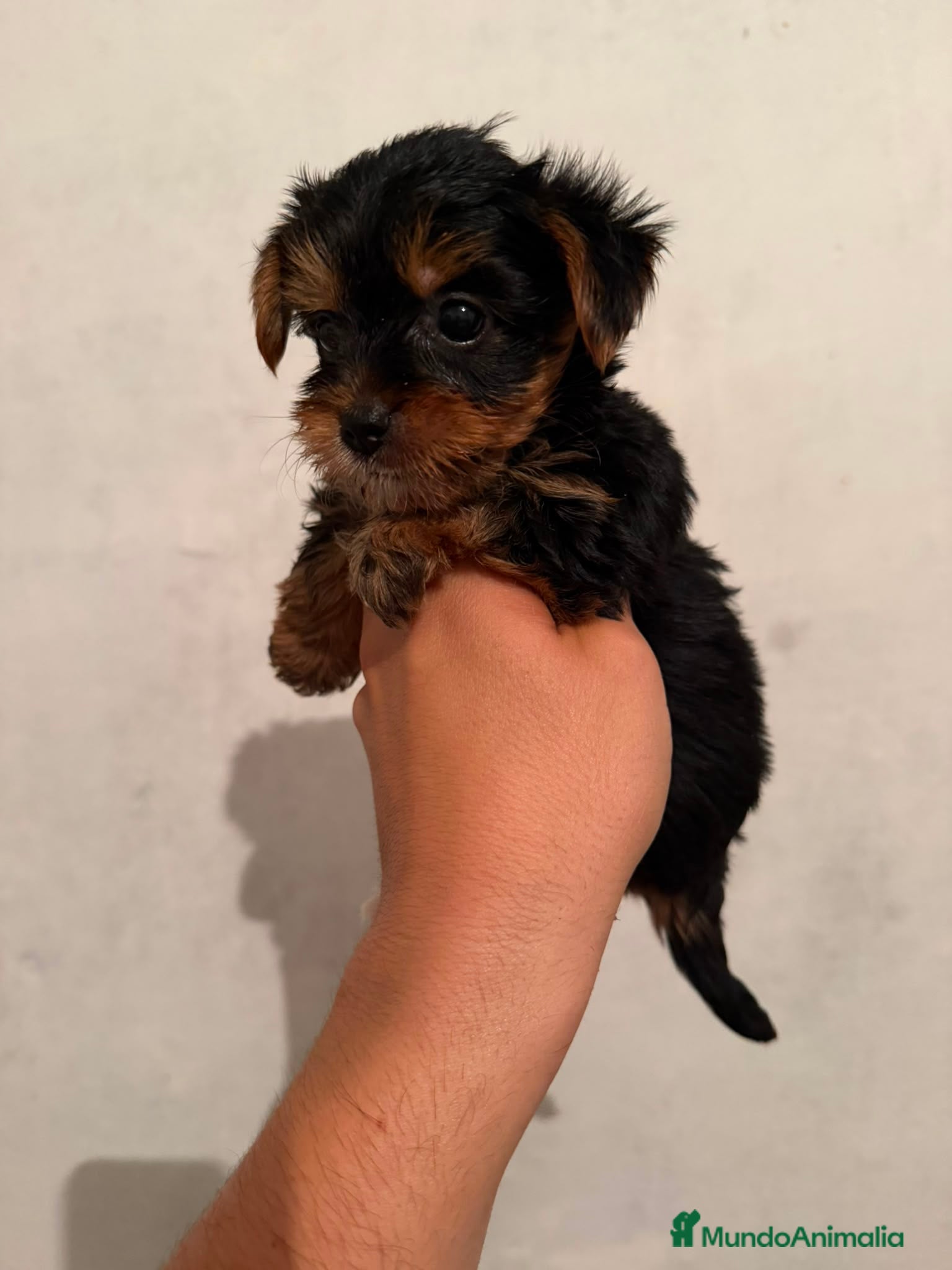 Yorkshire Terrier perros Yorkshire toy - Anuncio 3