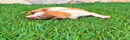 Teckel Miniatura perros en venta: Teckel miniatura bicolor  - Anuncio 7
