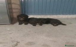 Perro de Agua Español perros en venta: Perros de agua  - Anuncio 3