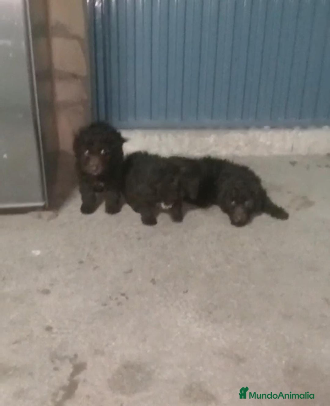 Perro de Agua Español perros en venta: Perros de agua  - Anuncio 3