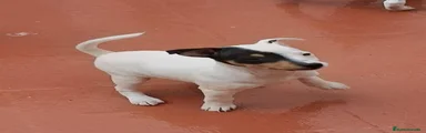 Ratonero Bodeguero Andaluz 2