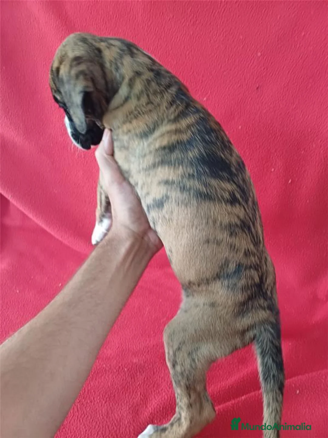 Boxer perros en venta: Boxer - Anuncio 4