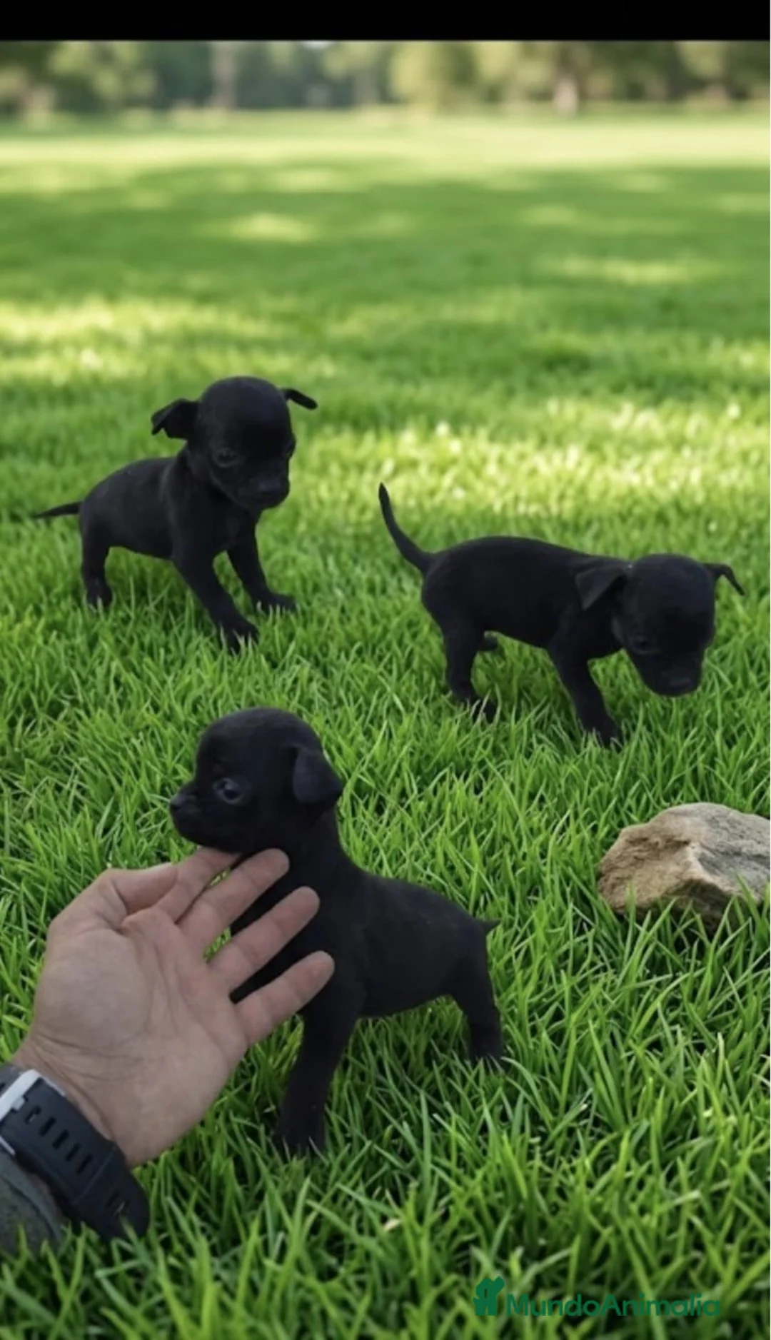 Raza Mixta perros en venta: PRECIOSAS CACHORRAS(leer bien ) - Anuncio 1