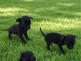 Raza Mixta perros PRECIOSAS CACHORRAS(leer bien ) - Anuncio 1