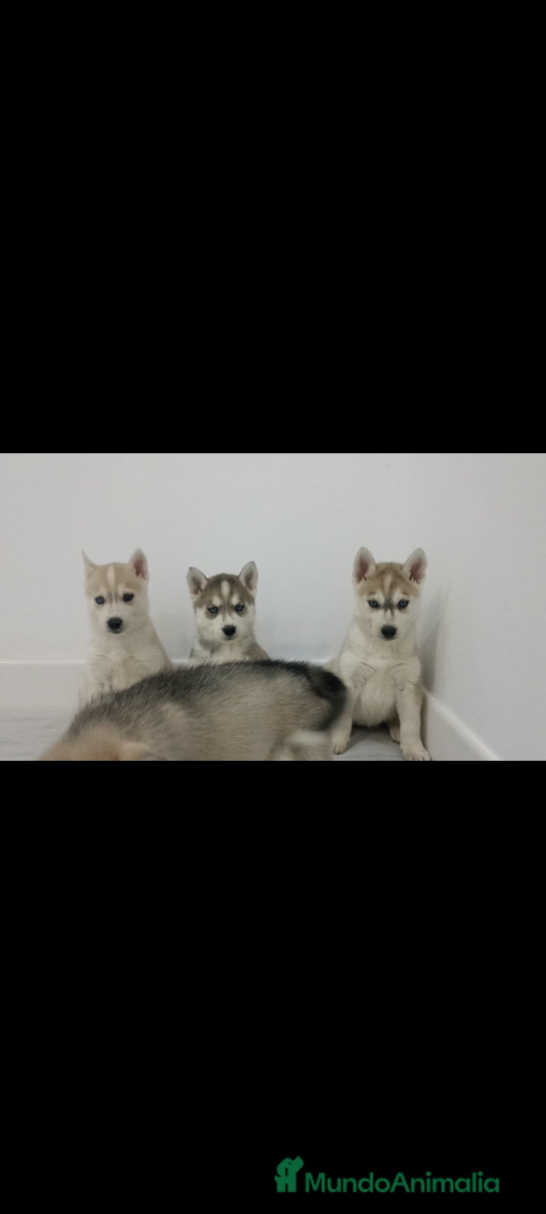 Husky Siberiano perros en venta: Husky siberianos cachorros  - Anuncio 6