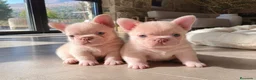 Bulldog Francés perros en venta: BULLDOG FRANCES FLUFFY - BARCELONA - PINK  - Anuncio 1