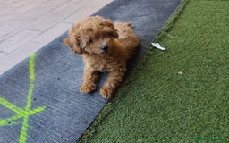Caniche Toy perros en venta: Espectacular camada caniche toy  - Imagen 5
