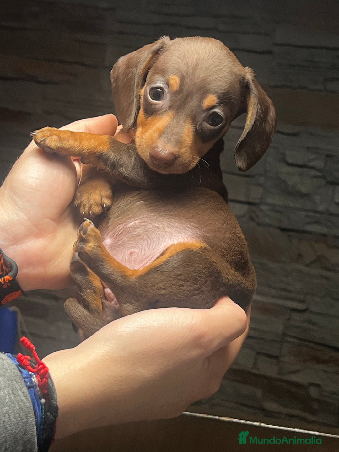 Teckel Miniatura perros en venta: Teckel Kaninchen chocolate  en Barcelona - Imagen 4
