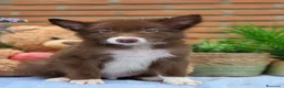 Border Collie perros en venta: Border collie  - Anuncio 3