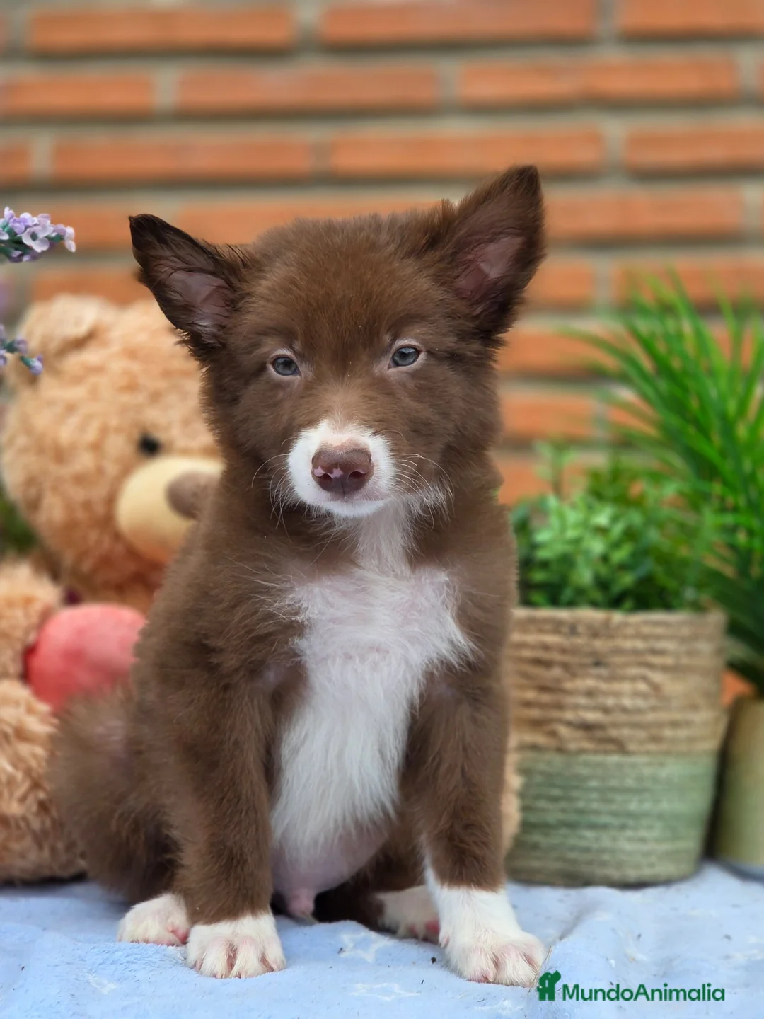 Border Collie perros en venta: Border collie  - Anuncio 3