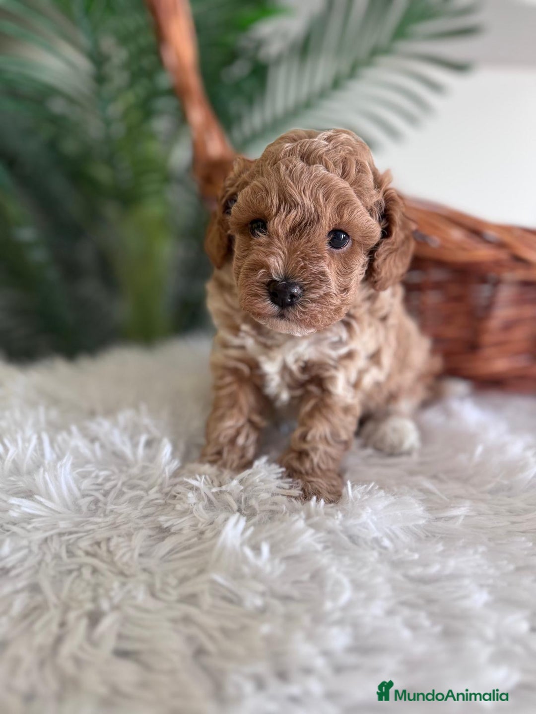 Caniche Toy perros en venta: CANICHE TOY MACHO - Imagen 10